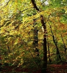 Új termék: Hidroxipropil-tetrahidropirán-triol (olajban oldódó)